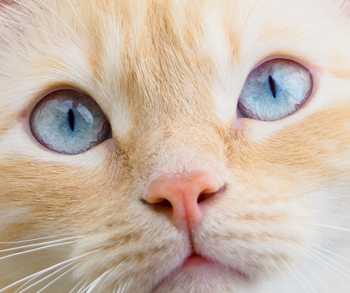 ginger-cat-with-blue-eyes-close-up.jpg