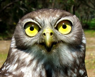 Nellie_Barking_Owl_w.jpg