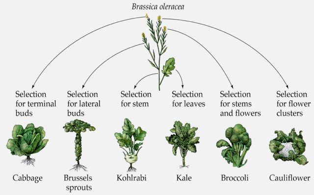 Photo%202_brassica-oleracea.0.jpg