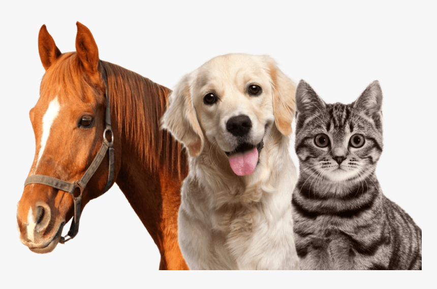 741-7418076_hemp-oil-for-pets-dogs-cats-and-horses.png