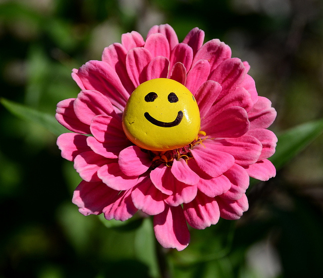 96240-Smiley-Face-Flower.jpg