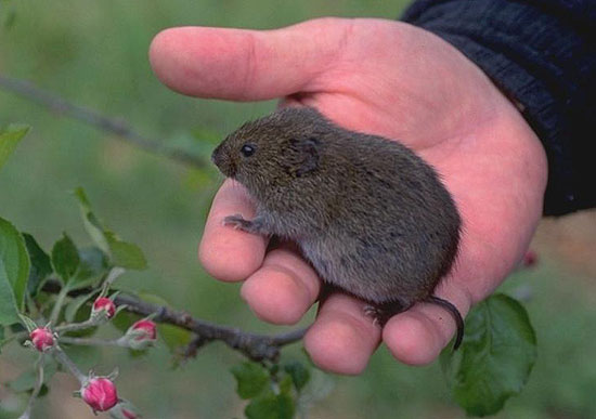 vole2-big.jpg