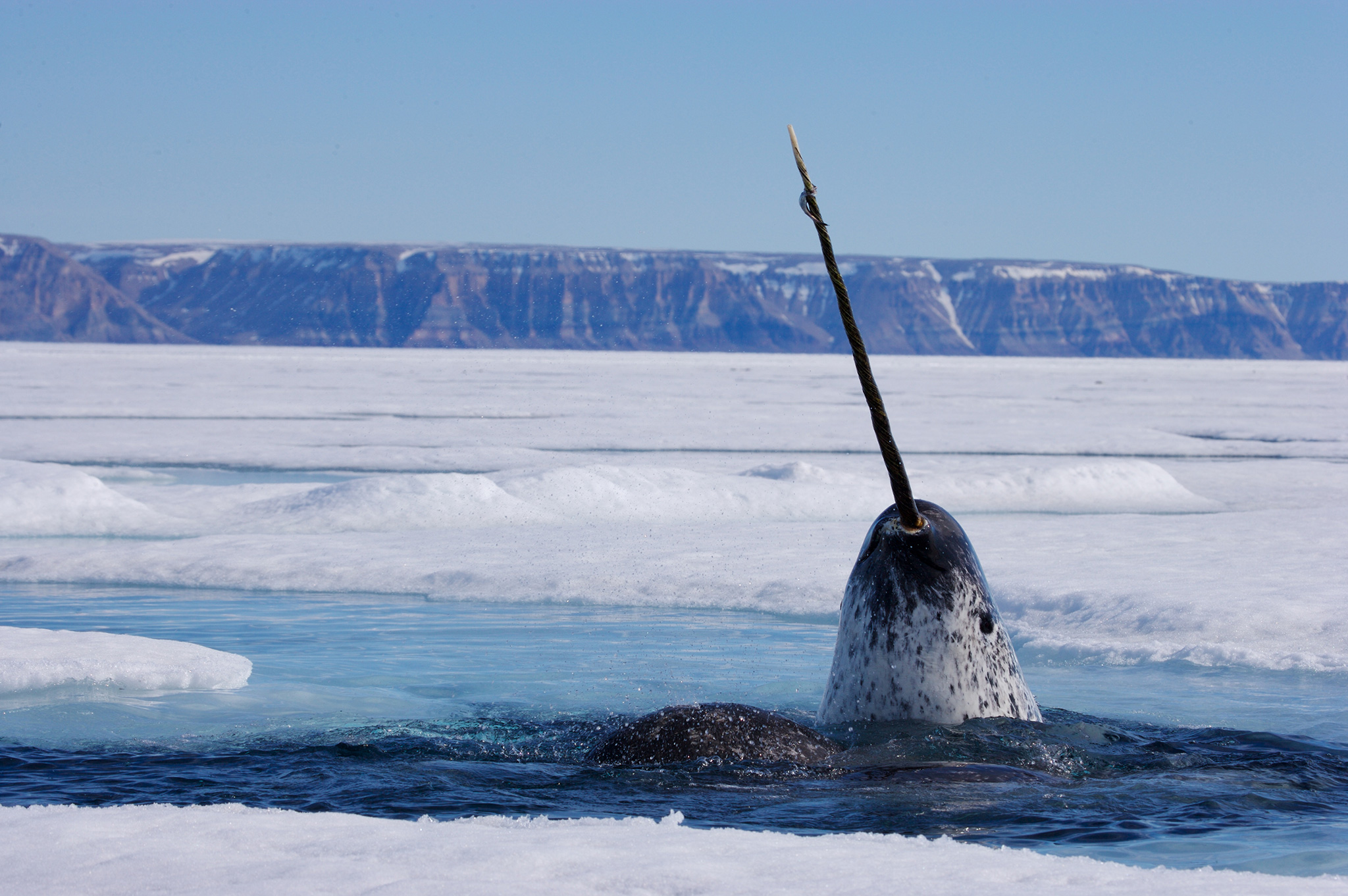 narwhal.jpg