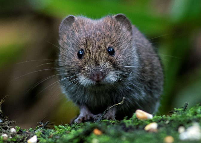 Bank-vole,-Fairhaven-Water-Gardens,-Terry-Postle,-21-Oct-2016-(Small).jpg.aspx