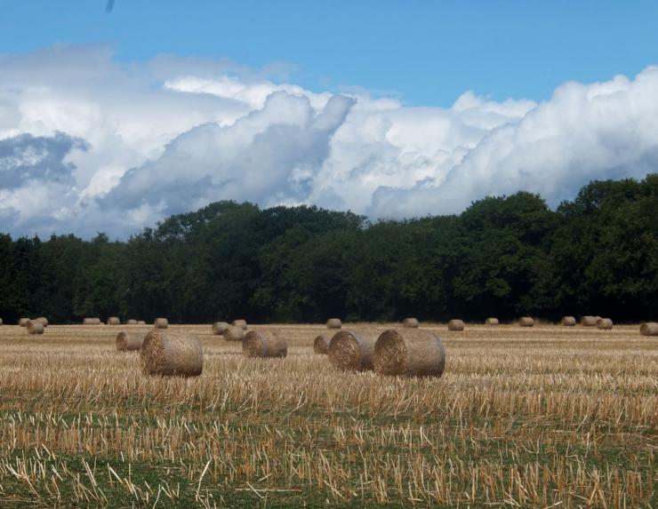 Field-harvest.jpg