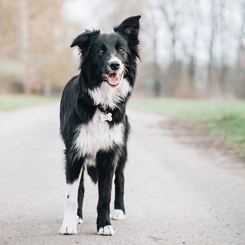 border-collie-gallery-outdoors-7-min.jpg