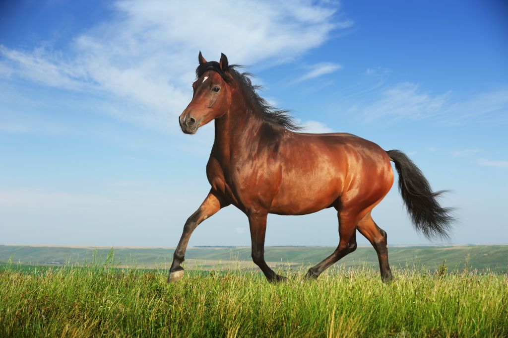 should-you-put-your-horse-on-loan-51b1ee7f46767.jpg