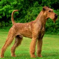 Terrier-Dog-Breeds.jpg