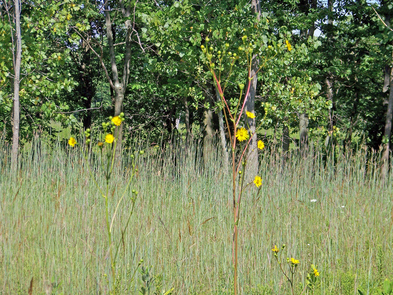 field-of-weeds.jpg