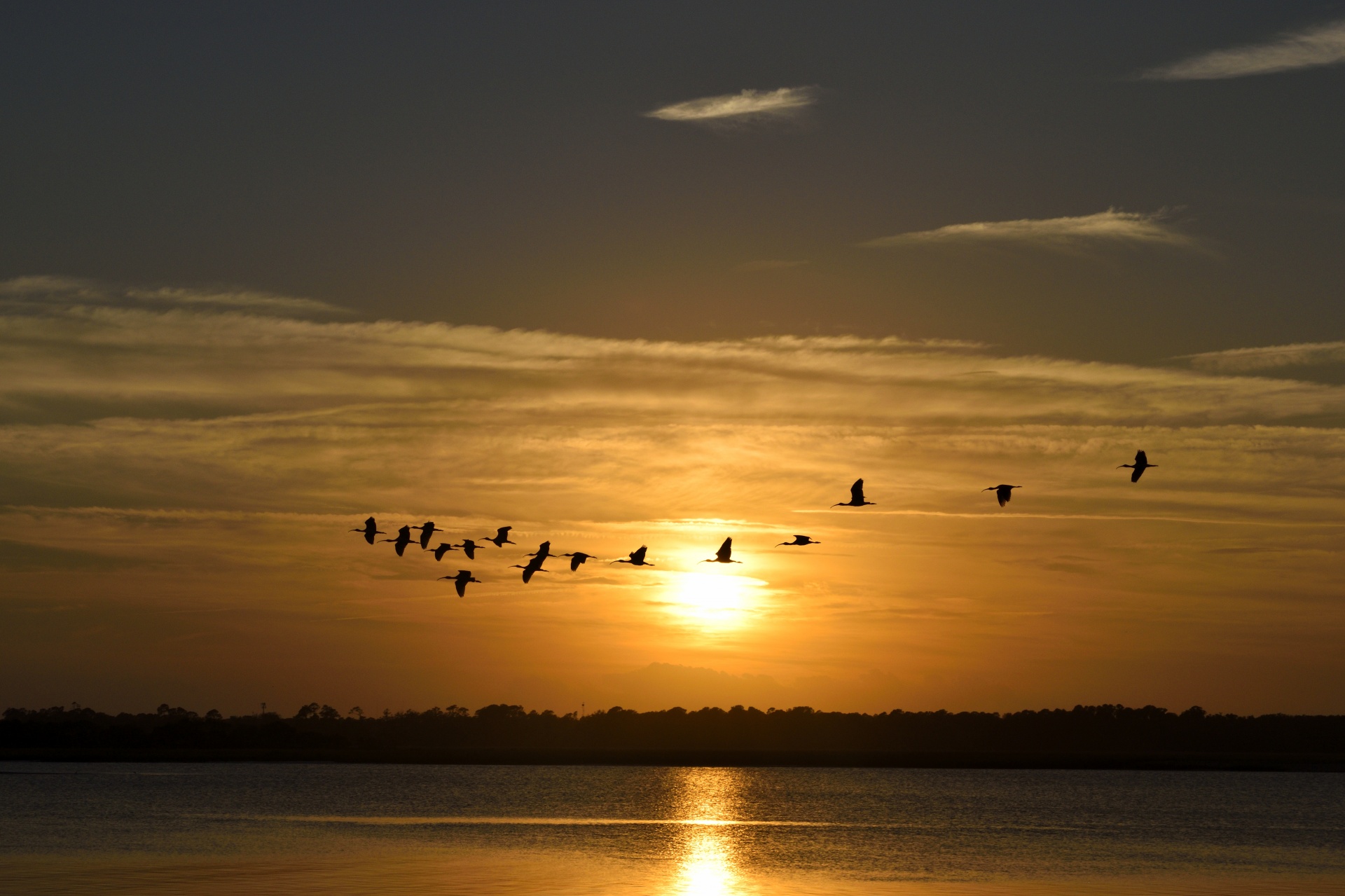 great-herons-flying.jpg