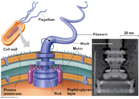 bacterial_flagellum_structure.gif