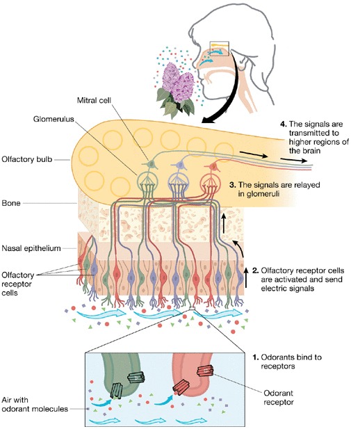 Figure-1-The-human-olfactory-system-The-odorant-receptors-are-localized-on-olfactory.png