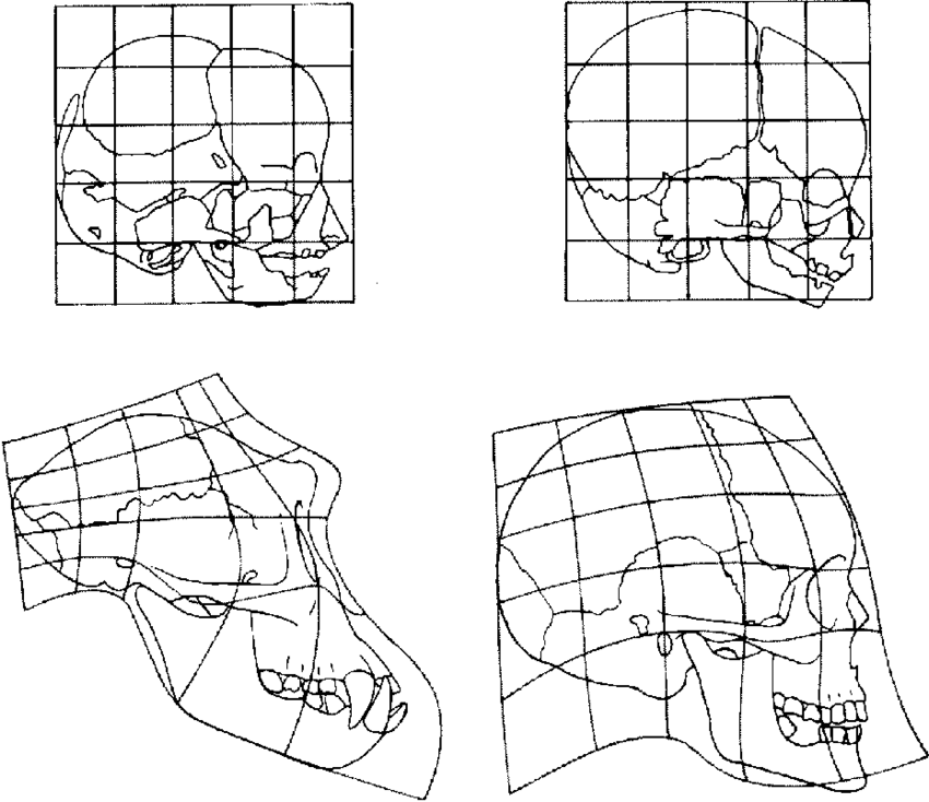 Transformation-grids-for-the-chimpanzee-left-and-human-right-skull-during-growth.png