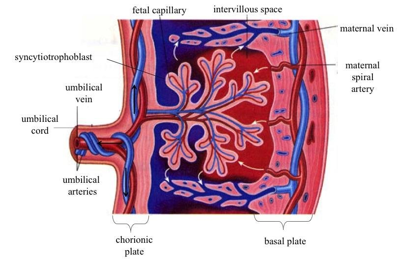 Placental-structure-and-circulation-at-term-Maternal-blood-enters-the-intervillous.png