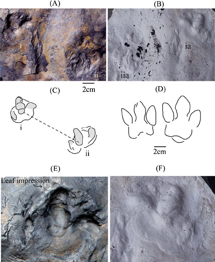 Pes-tracks-of-a-perissodactyl-mammal-MSM-1-from-the-base-of-the-Laisong-Formation.png