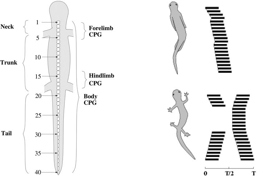 Left-Schematic-dorsal-view-of-the-salamanders-body-Right-Patterns-of-EMG-activity.png