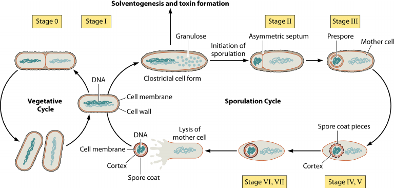 Formation-of-spores-by-endospore-forming-bacteria-Upon-sensing-unfavorable-environmental.png