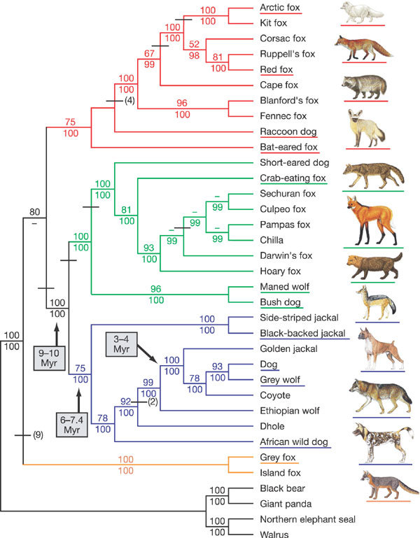 Phylogeny-of-canid-speciesThe-phylogenetic-tree-is-based-on-15-kb-of-exon-and-intron_W640.jpg