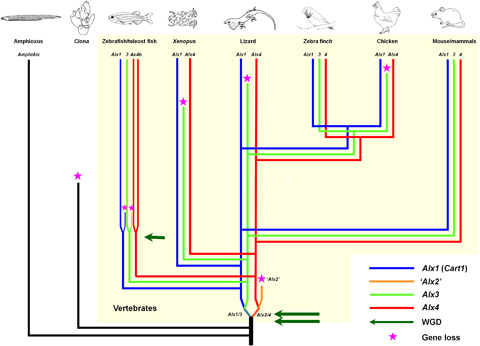 Figure-4-Gene-family-tree-of-vertebrate-Alx-homeobox-genes-in-chordate-evolution-After.png