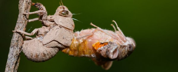 cicada-early_600.jpg