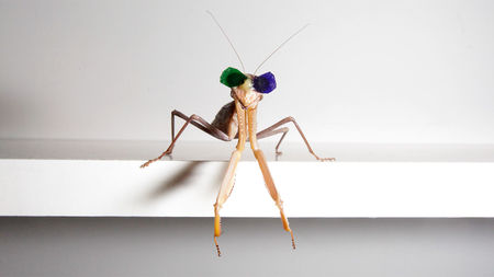 mantis_16x9.jpg