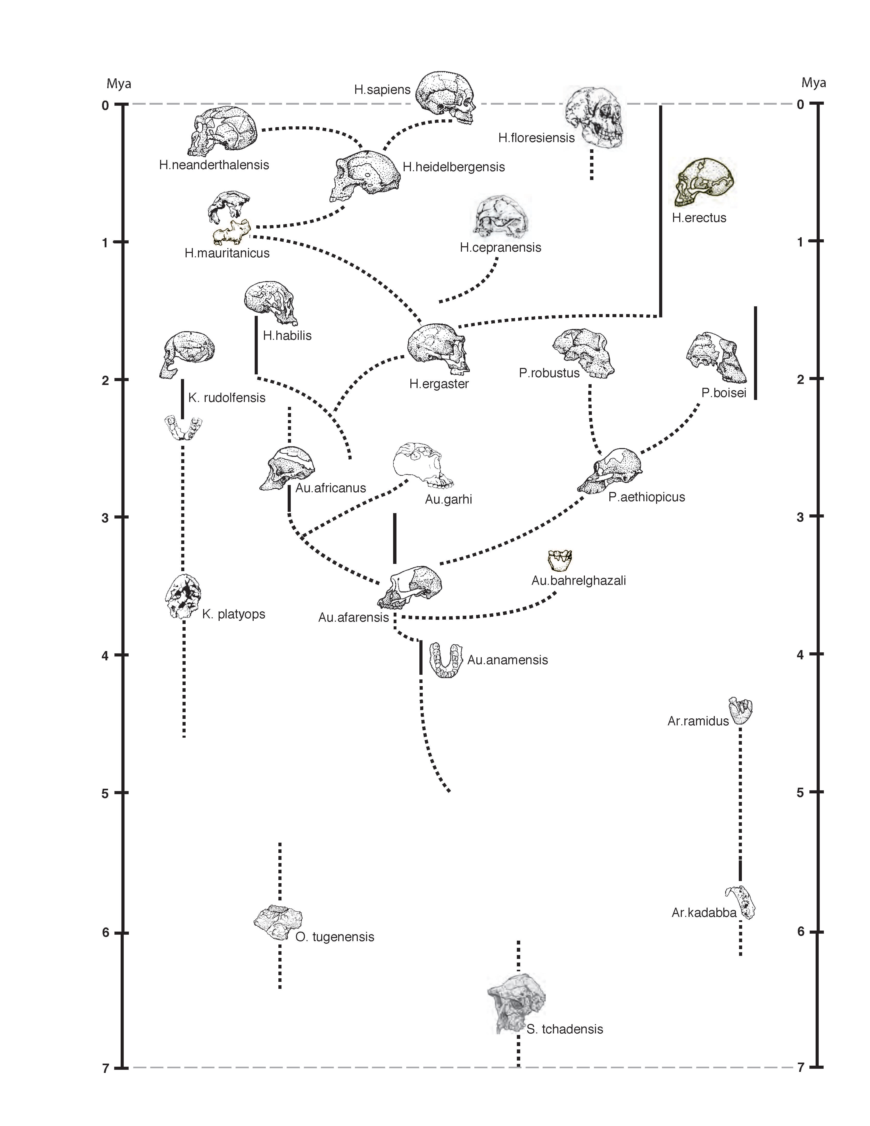 tattersall-hominids-r.png