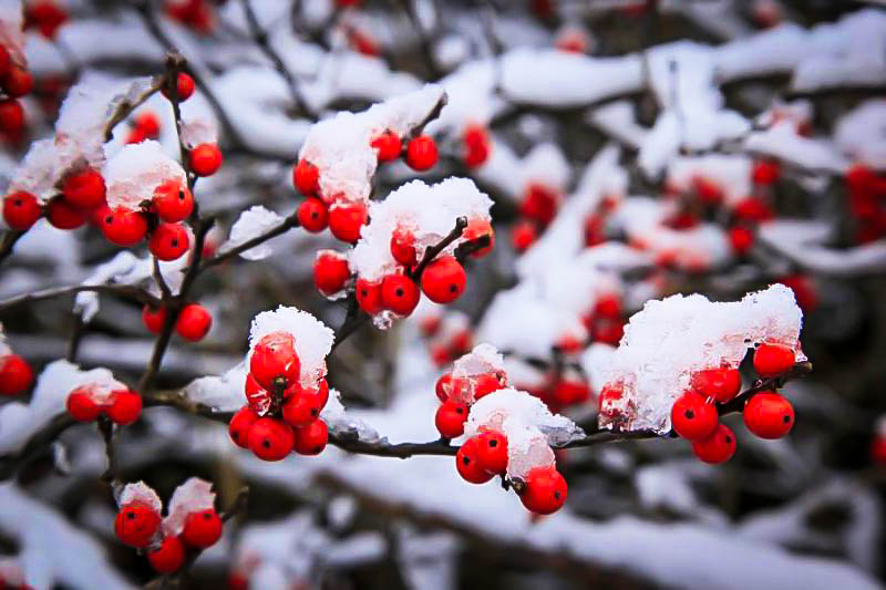 winterberry-holly-3.jpg