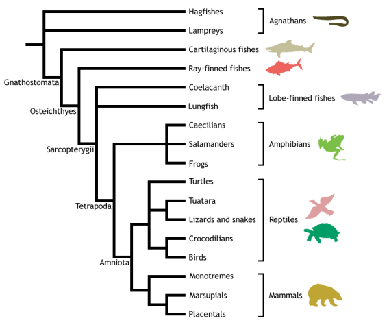 Vertebrata_cladogram2.png