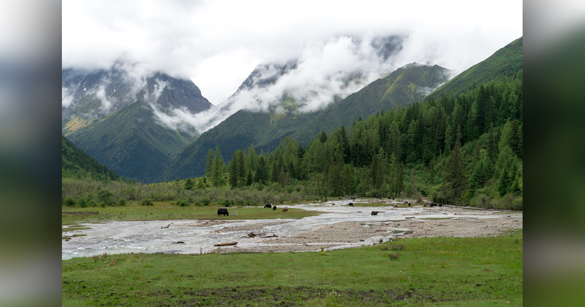 A valley in the mountains with a river running through it, and yaks grazing